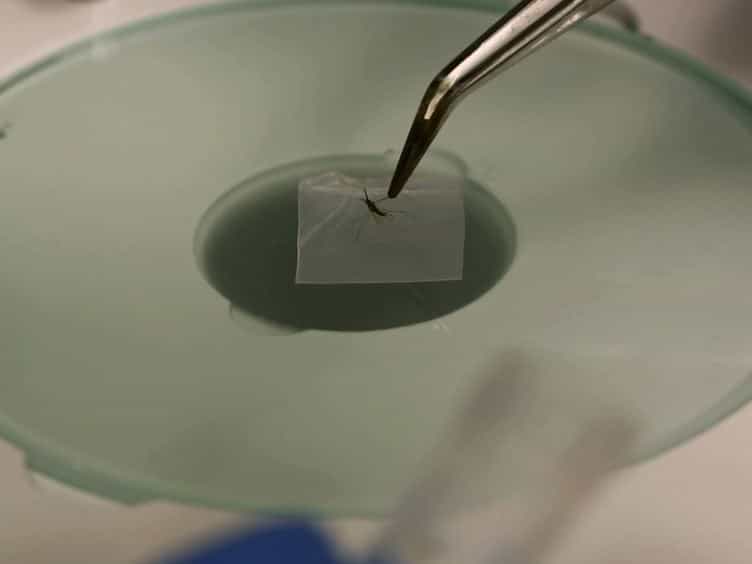 A Simple Chelex Protocol for DNA Extraction from Anopheles spp.