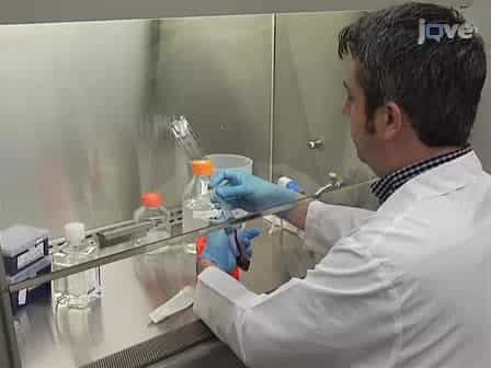Establishment of Epstein-Barr Virus Growth-transformed Lymphoblastoid Cell Lines