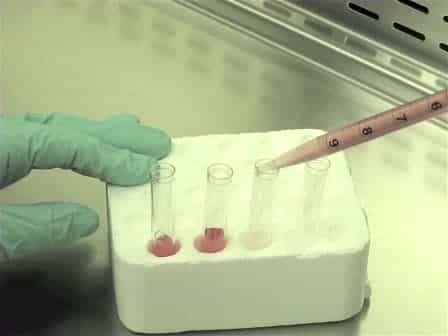 Derivation of Enriched Oligodendrocyte Cultures and Oligodendrocyte/Neuron Myelinating Co-cultures from Post-natal Murine Tissues
