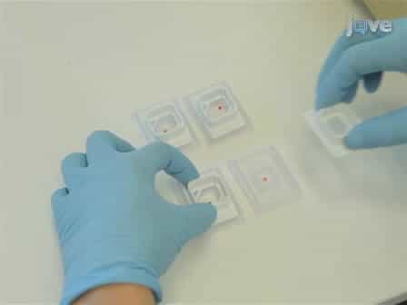 In Situ Hybridization for the Precise Localization of Transcripts in Plants