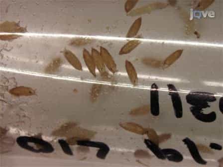 Quantitative Comparison of cis-Regulatory Element (CRE) Activities in Transgenic Drosophila melanogaster