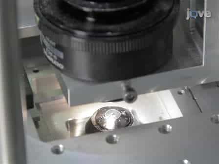 Stretching Short Sequences of DNA with Constant Force Axial Optical Tweezers