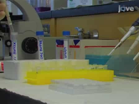Two Types of Assays for Detecting Frog Sperm Chemoattraction