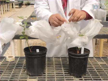 Herbivore-induced Blueberry Volatiles and Intra-plant Signaling