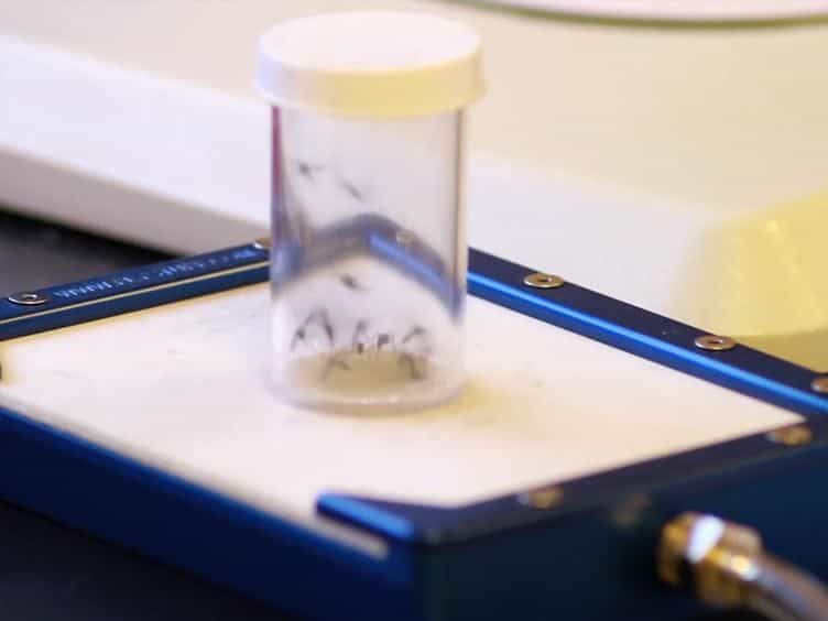 RNAi-mediated Gene Knockdown and In Vivo Diuresis Assay in Adult Female Aedes aegypti Mosquitoes