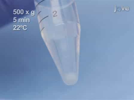 Analysis of Cell Cycle Position in Mammalian Cells