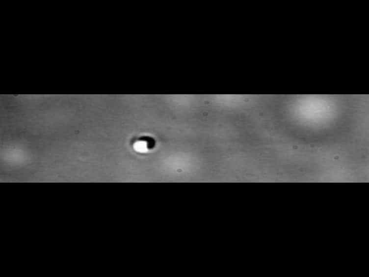 Isolation and Purification of Kinesin from Drosophila Embryos
