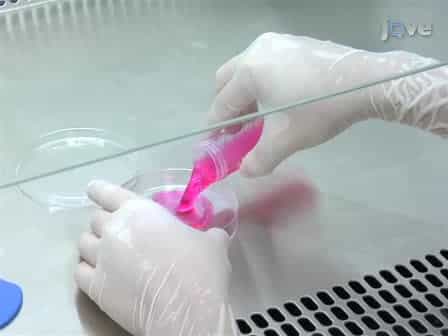 Germ Cell Transplantation and Testis Tissue Xenografting in Mice