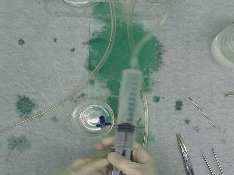 Whole Animal Perfusion Fixation for Rodents