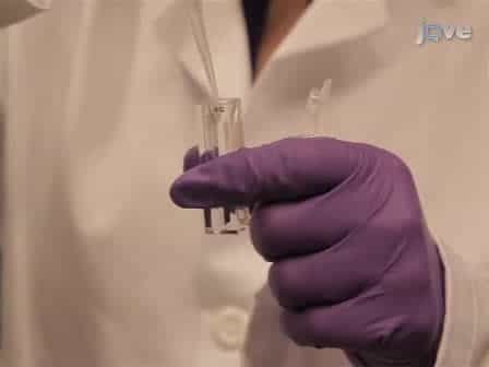 Measuring Peptide Translocation into Large Unilamellar Vesicles