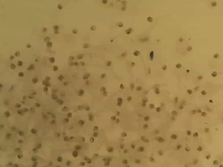 Mass Production of Genetically Modified Aedes aegypti for Field Releases in Brazil