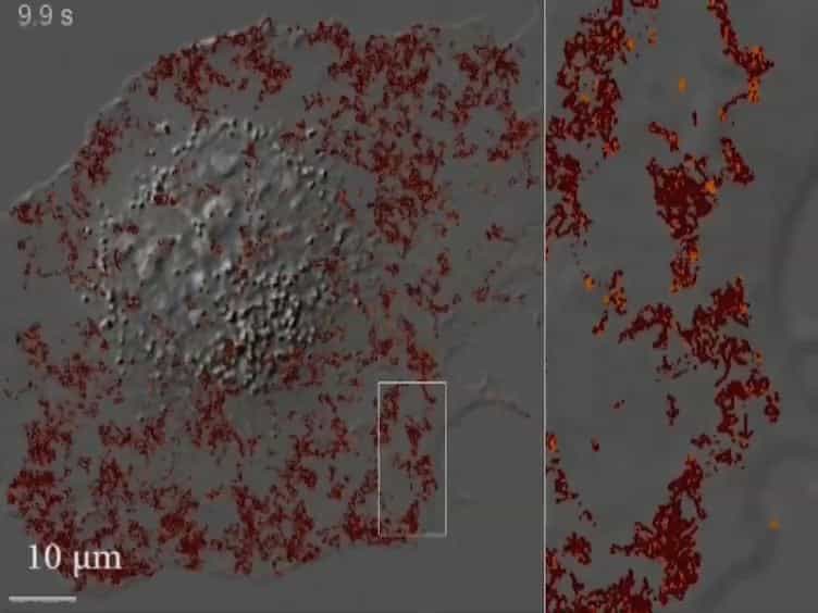 Mapping Molecular Diffusion in the Plasma Membrane by Multiple-Target Tracing MTT