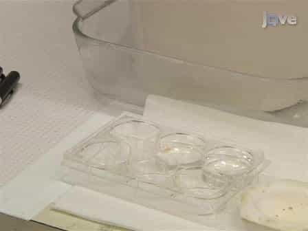 Dissection and Culture of Chick Statoacoustic Ganglion and Spinal Cord Explants in Collagen Gels for Neurite Outgrowth Assays