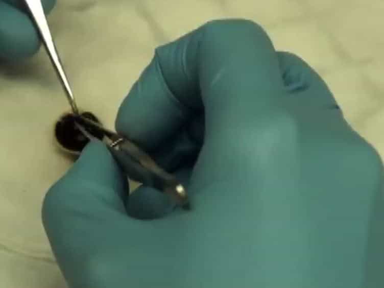 Ex Vivo Organotypic Corneal Model of Acute Epithelial Herpes Simplex Virus Type I Infection