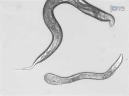Vampiric Isolation of Extracellular Fluid from Caenorhabditis elegans