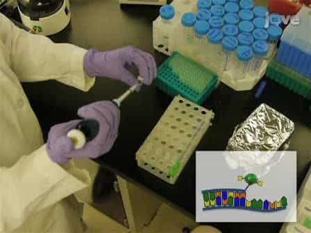 Locked Nucleic Acid Flow Cytometry-fluorescence in situ Hybridization (LNA flow-FISH): a Method for Bacterial Small RNA Detection