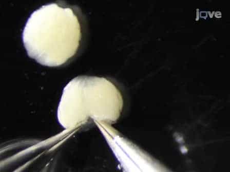 Preparing Individual Drosophila Egg Chambers for Live Imaging