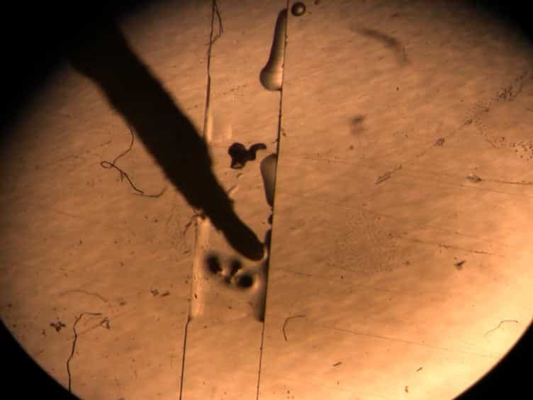 Hybridization in situ of Salivary Glands, Ovaries, and Embryos of Vector Mosquitoes