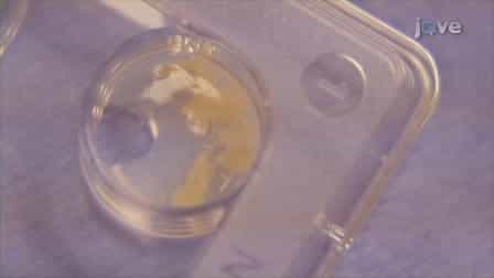 Mouse Sperm Cryopreservation and Recovery using the I&middot;Cryo Kit