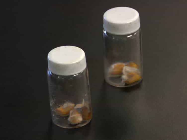 Quantification of Fungal Colonization, Sporogenesis, and Production of Mycotoxins Using Kernel Bioassays