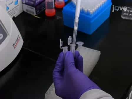 Chromatin Immunoprecipitation (ChIP) using Drosophila tissue