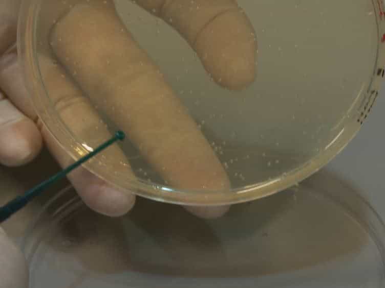 TransFLP — A Method to Genetically Modify Vibrio cholerae Based on Natural Transformation and FLP-recombination