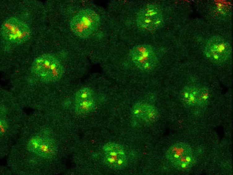 Studying Mitotic Checkpoint by Illustrating Dynamic Kinetochore Protein Behavior and Chromosome Motion in Living Drosophila Syncytial Embryos