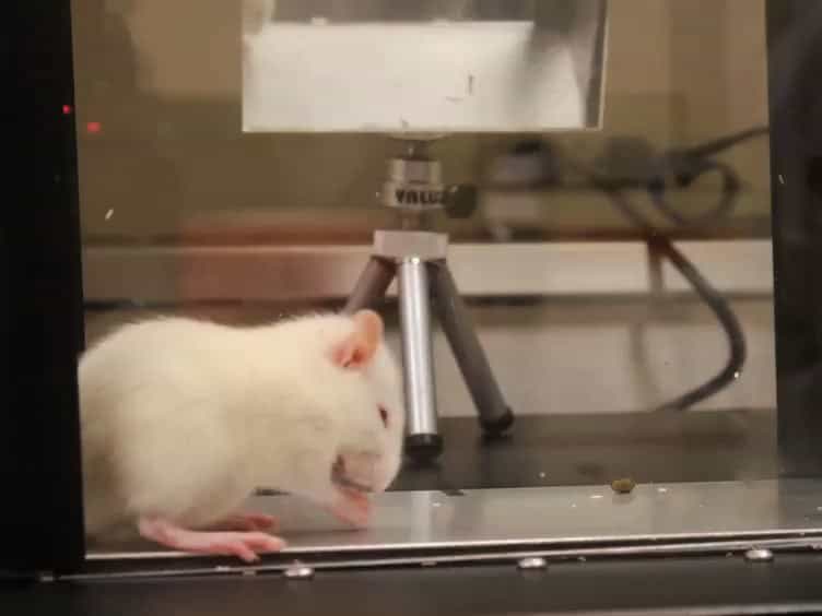 Rapid Determination of the Thermal Nociceptive Threshold in Diabetic Rats