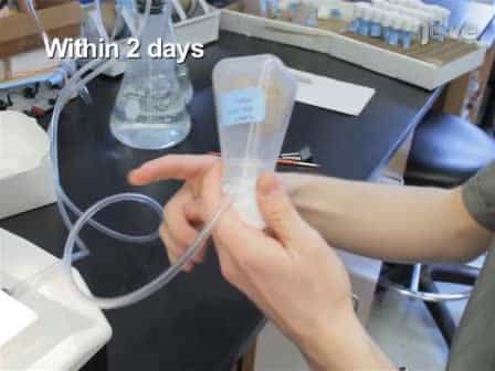 Endurance Training Protocol and Longitudinal Performance Assays for Drosophila melanogaster
