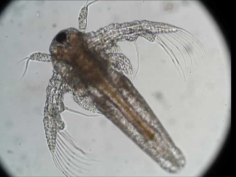 Long-term Lethal Toxicity Test with the Crustacean Artemia franciscana