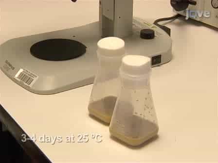Methods to Assay Drosophila Behavior