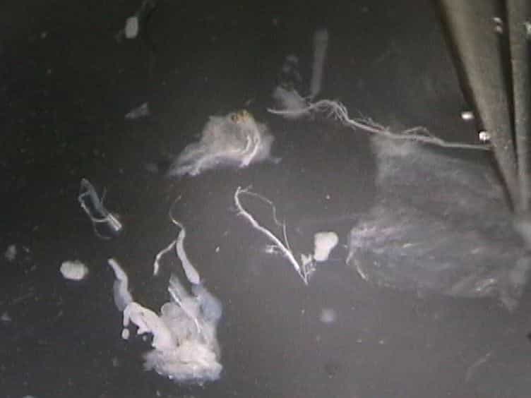 Visualization of Proprioceptors in Drosophila Larvae and Pupae