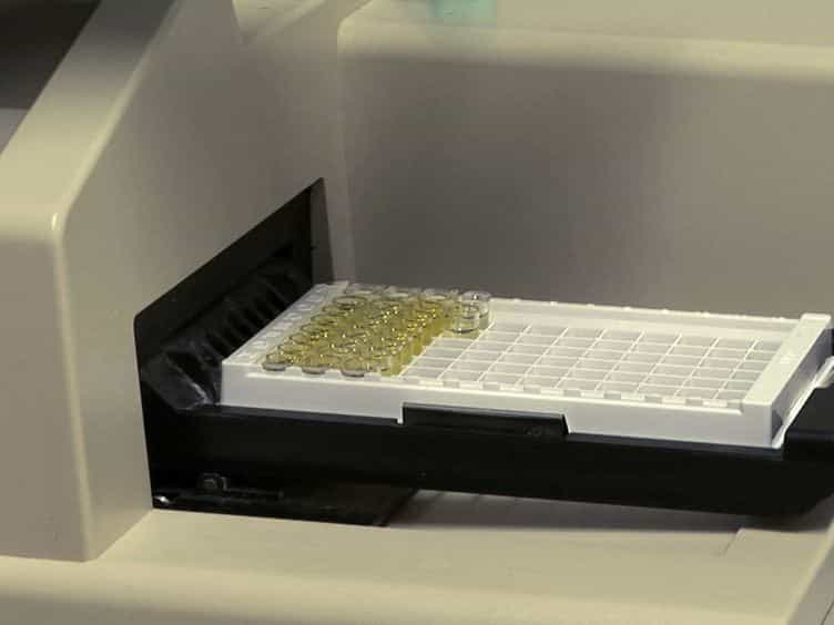 Preparation of Mouse Embryonic Fibroblast Cells Suitable for Culturing Human Embryonic and Induced Pluripotent Stem Cells