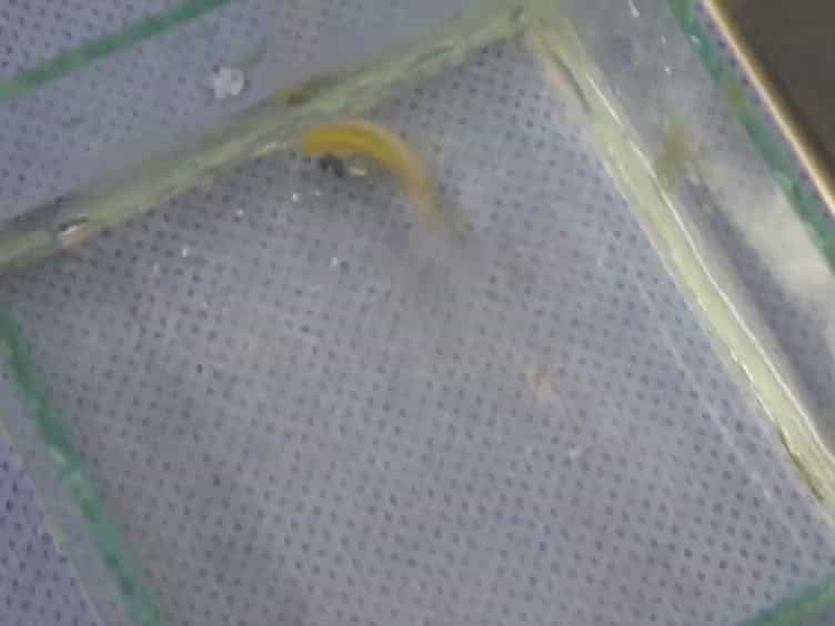 Blood Collection for Biochemical Analysis in Adult Zebrafish
