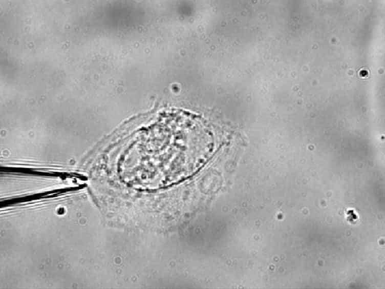 Micropipette Aspiration of Substrate-attached Cells to Estimate Cell Stiffness