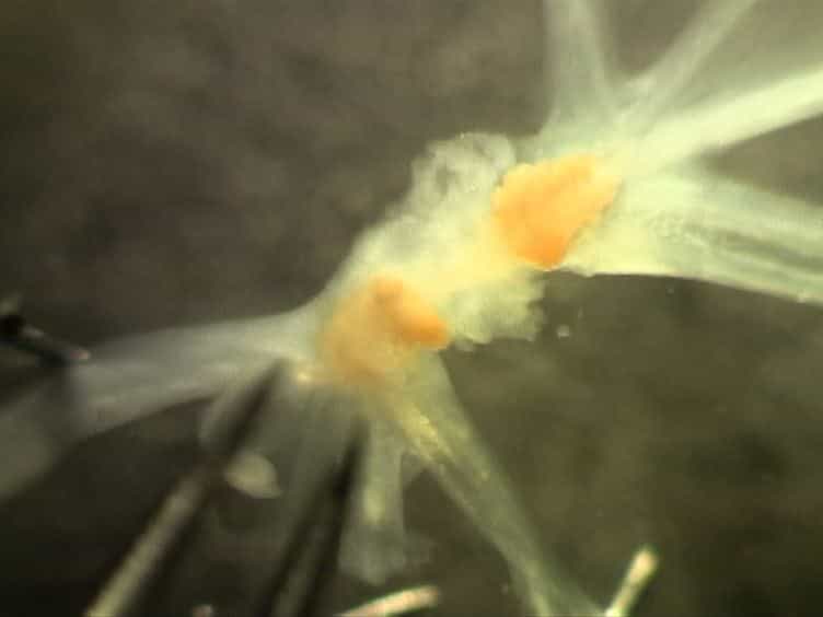 Monitoring Changes in the Intracellular Calcium Concentration and Synaptic Efficacy in the Mollusc Aplysia