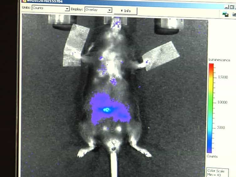 Bioluminescence Imaging of NADPH Oxidase Activity in Different Animal Models