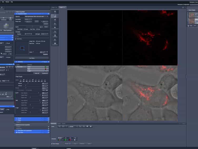 A Faster, High Resolution, mtPA-GFP-based Mitochondrial Fusion Assay Acquiring Kinetic Data of Multiple Cells in Parallel Using Confocal Microscopy