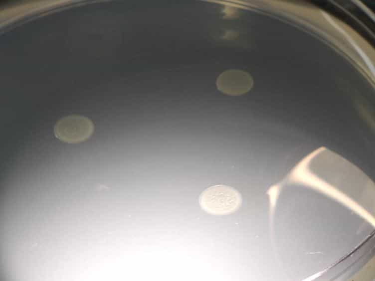 A Semi-quantitative Approach to Assess Biofilm Formation Using Wrinkled Colony Development