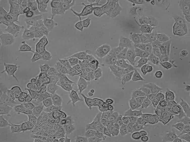 Measuring Cell Cycle Progression Kinetics with Metabolic Labeling and Flow Cytometry