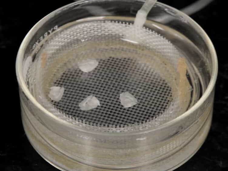 Preparation of Acute Subventricular Zone Slices for Calcium Imaging