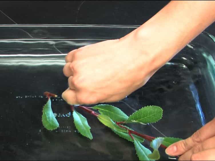 Measurement of Leaf Hydraulic Conductance and Stomatal Conductance and Their Responses to Irradiance and Dehydration Using the Evaporative Flux Method EFM