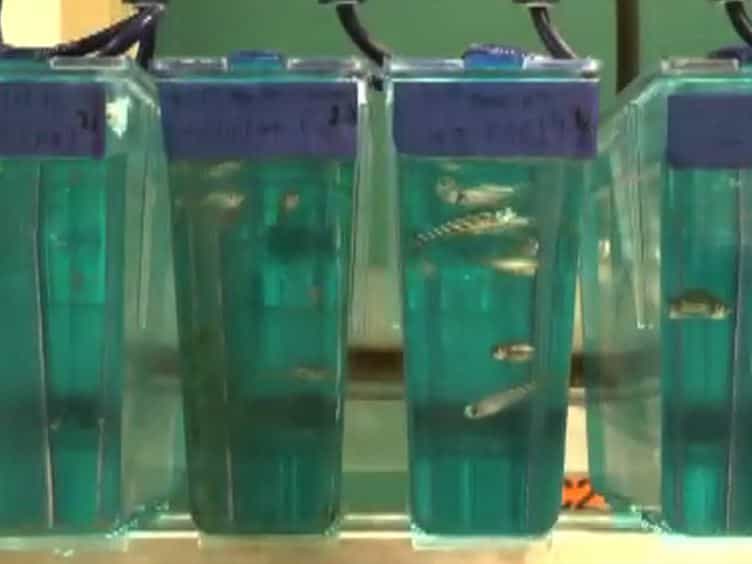 Regular Care and Maintenance of a Zebrafish Danio rerio Laboratory: An Introduction