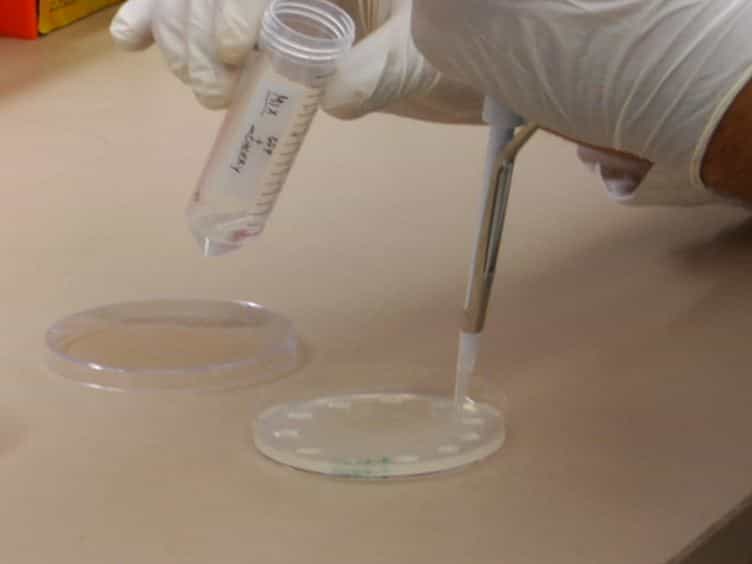 Flow Cytometry-based Purification of S. cerevisiae Zygotes
