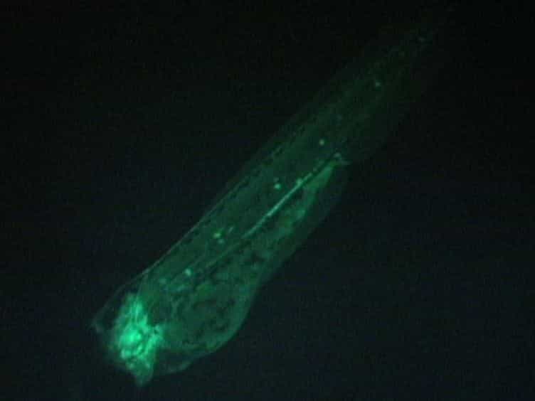 Facilitating Drug Discovery: An Automated High-content Inflammation Assay in Zebrafish