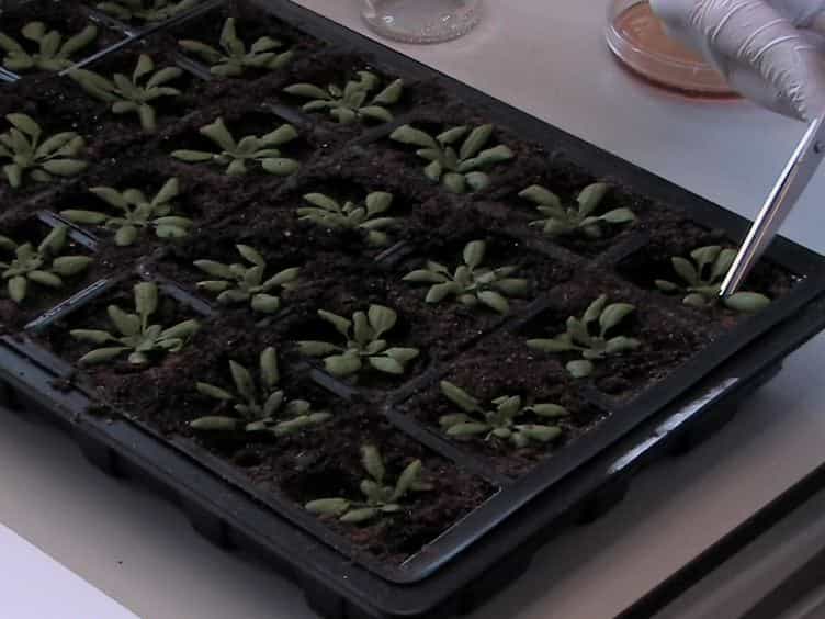 Cell Specific Analysis of Arabidopsis Leaves Using Fluorescence Activated Cell Sorting