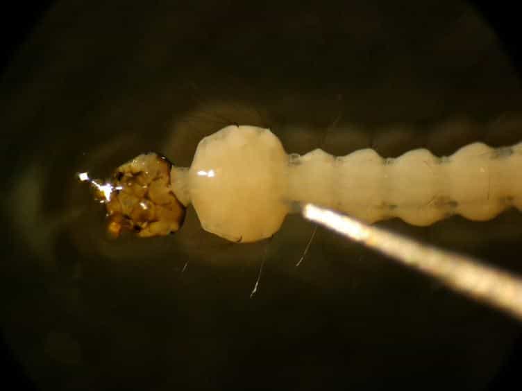 Fluorescent in situ Hybridization on Mitotic Chromosomes of Mosquitoes