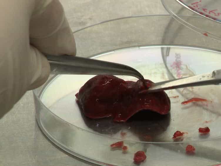 Extraction of Tissue Antigens for Functional Assays