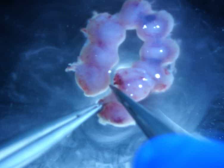 An Explant Assay for Assessing Cellular Behavior of the Cranial Mesenchyme