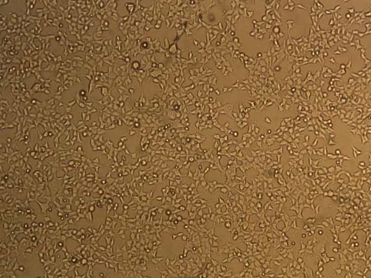 Chemoselective Modification of Viral Surfaces via Bioorthogonal Click Chemistry